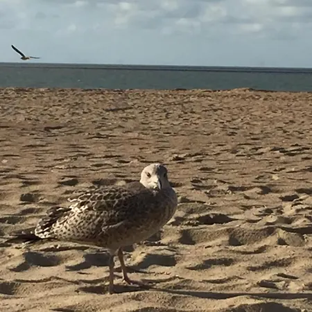 Zeedijk Heist Hoekappartement Probitas G6 شقة كنوك هايست