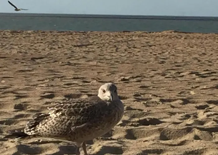 Zeedijk Heist Hoekappartement Probitas G6 Διαμέρισμα Knokke-Heist